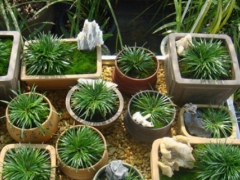 菖蒲冬季怎么养