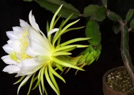 龙骨花烂根怎么办