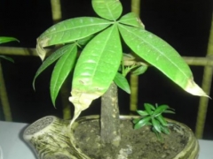发财树冻伤怎么办