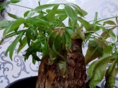 发财树根部生虫怎么办