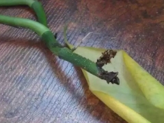 盆栽绿萝烂根怎么办
