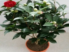 盆栽茶花冬季管理方法