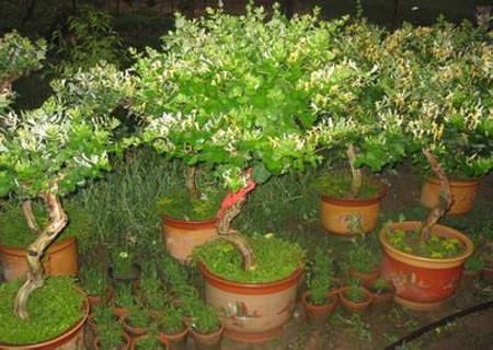 盆栽金银花冬季管理方法