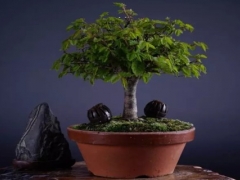 榉树盆景怎么养