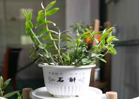铁皮石斛盆栽的日常管理