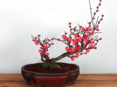 红梅盆景冬季养护技巧