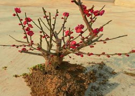 盆栽梅花怎么换盆