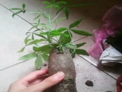 发财树换盆用什么土