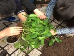 土培绿萝怎么分盆