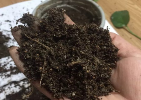 土培绿萝怎么分盆4