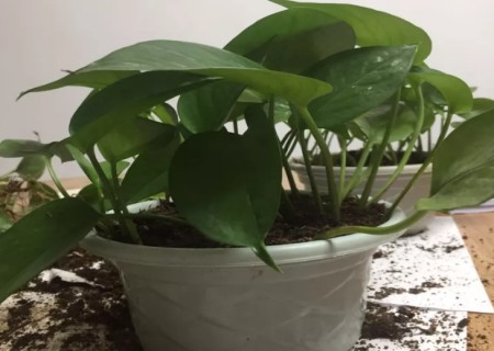 土培绿萝怎么分盆6