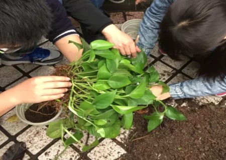 土培绿萝怎么分盆1