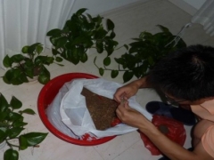 绿萝太密了怎么分盆