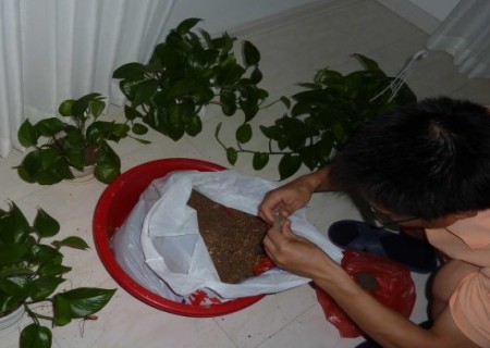 绿萝太密了怎么分盆