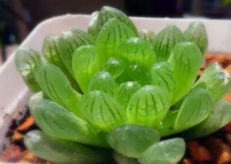 玉露根烂了怎么办