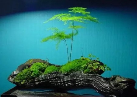 盆景苔藓怎么养