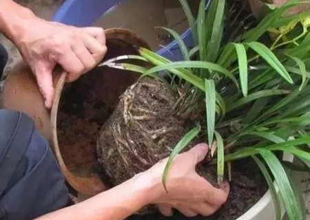 盆栽移植方法1