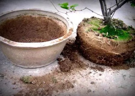 如何给花卉翻盆换土