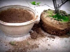 如何给花卉翻盆换土