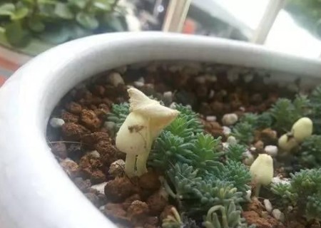 多肉花盆里长蘑菇怎么办