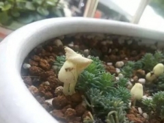 多肉花盆里长蘑菇怎么办