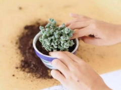如何给仙人掌换盆