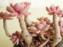 多肉植物怎么养成老桩