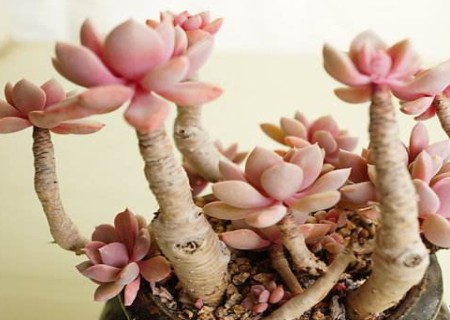 多肉植物怎么养成老桩