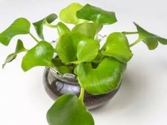 水葫芦在家怎么养