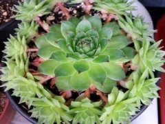 观音莲叶子下垂的原因