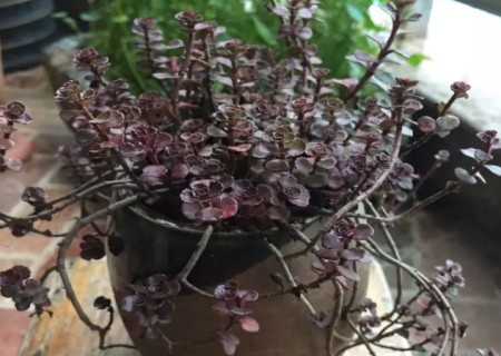 小球玫瑰怎么养