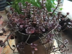 小球玫瑰怎么养