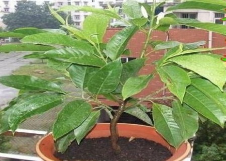 盆栽白兰花换盆方法