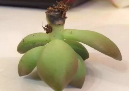 多肉黄丽出现烂根怎么办2