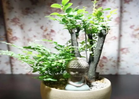 小叶紫檀盆景的养护