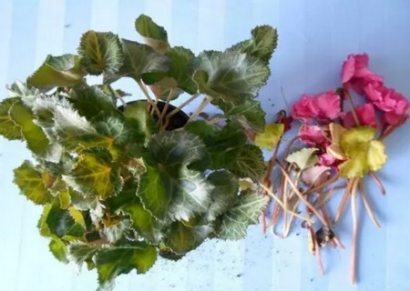 仙客来开花后怎么处理5