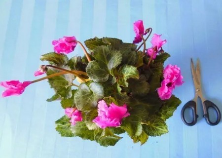 仙客来开花后怎么处理1