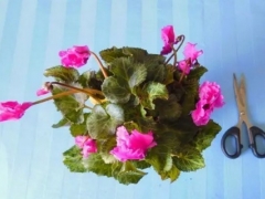 仙客来开花后怎么处理