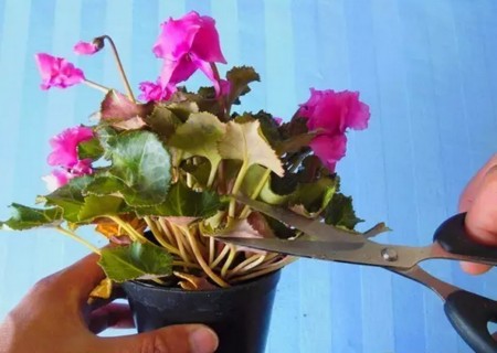 仙客来开花后怎么处理3