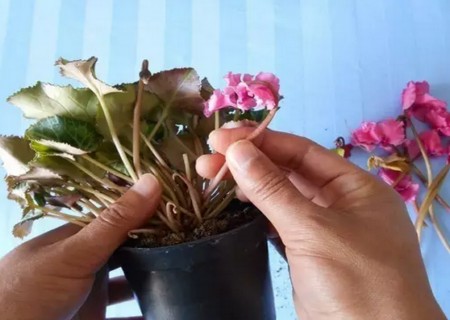 仙客来开花后怎么处理4
