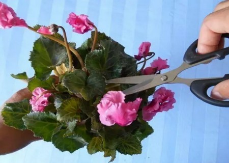 仙客来开花后怎么处理2