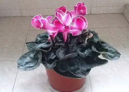 仙客来怎样换盆