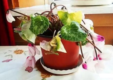 仙客来烂根怎么处理