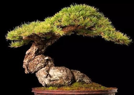松树盆景养护技术