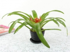 凤梨花的养殖方法