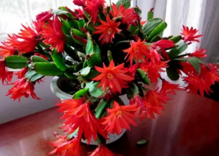 假昙花换盆换土方法