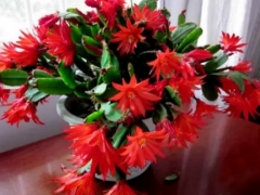 假昙花换盆换土方法
