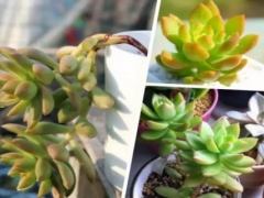 多肉植物黄丽怎么养