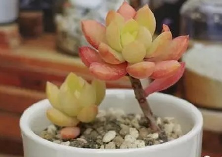 黄丽怎么养得又大又肥