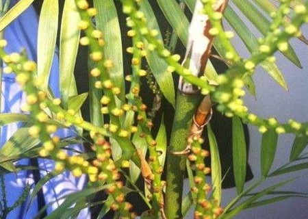散尾葵会开花吗2
